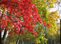 Bild zu Dankeskirchhof