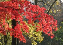 Bild zu Dankeskirchhof