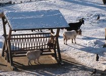 Bild zu Bürgerpark Pankow