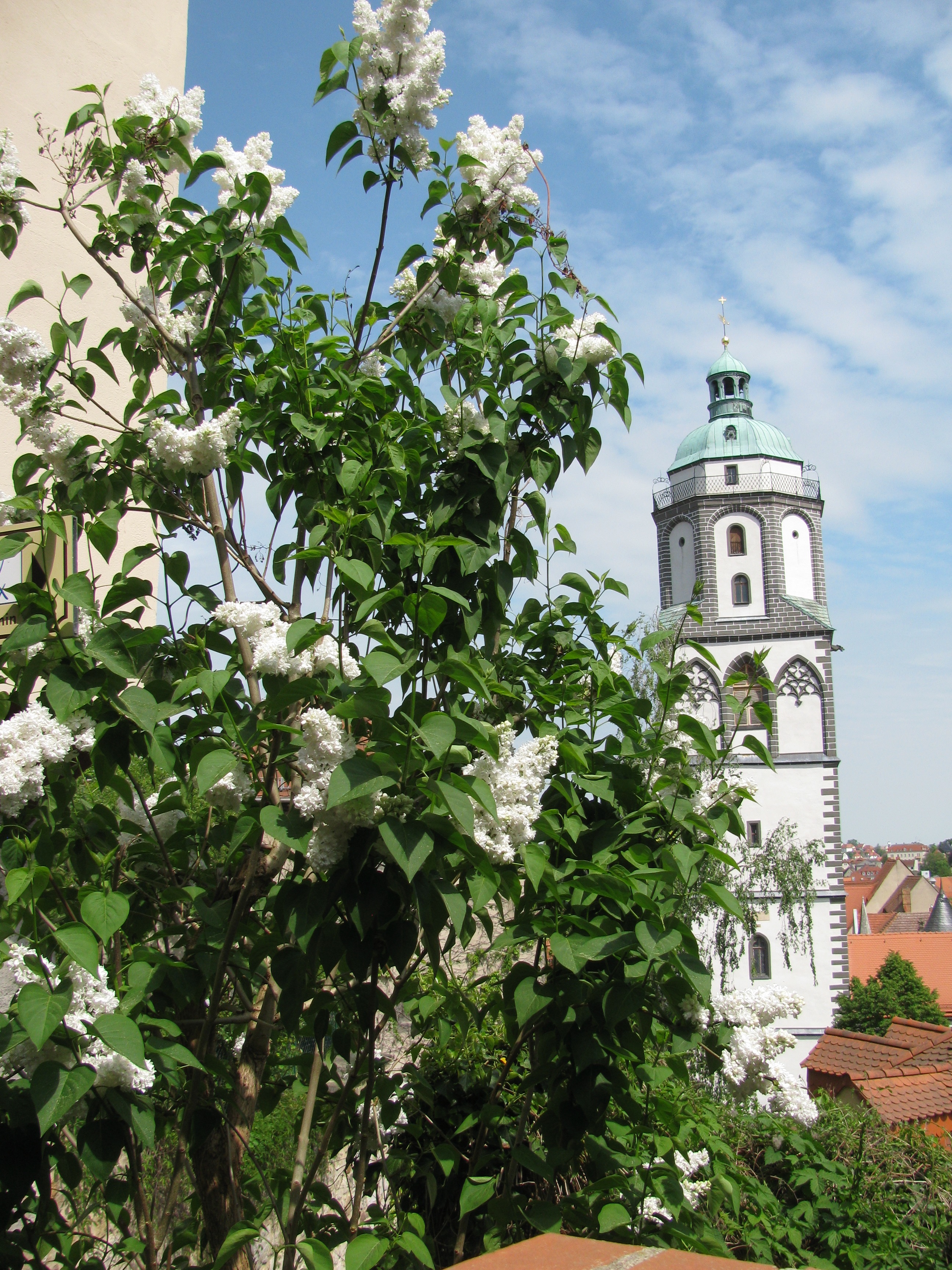 Frauenkirche Meissen mit Flieder im Mai 2018.