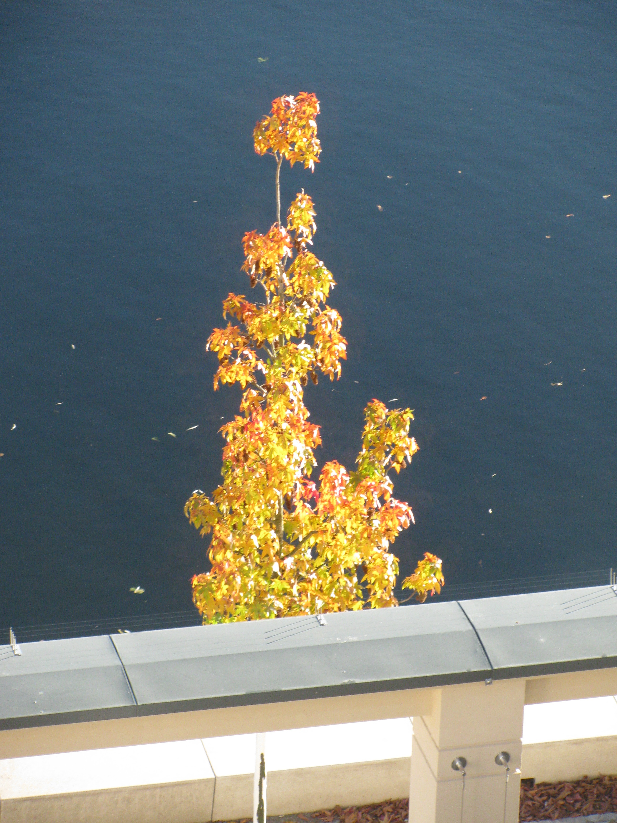 Blick aus dem Fenster zur Potsdamer Havel hin mit dem Rest vom Goldenen Herbst dort. 2016.