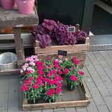 Der Blumenkorb in Dortmund