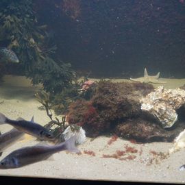 Aquarium Wilhelmshaven