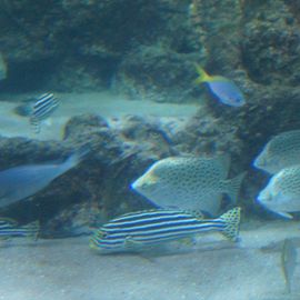 Aquarium Wilhelmshaven