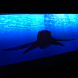 Aquarium Wilhelmshaven
 -Ausstellung-