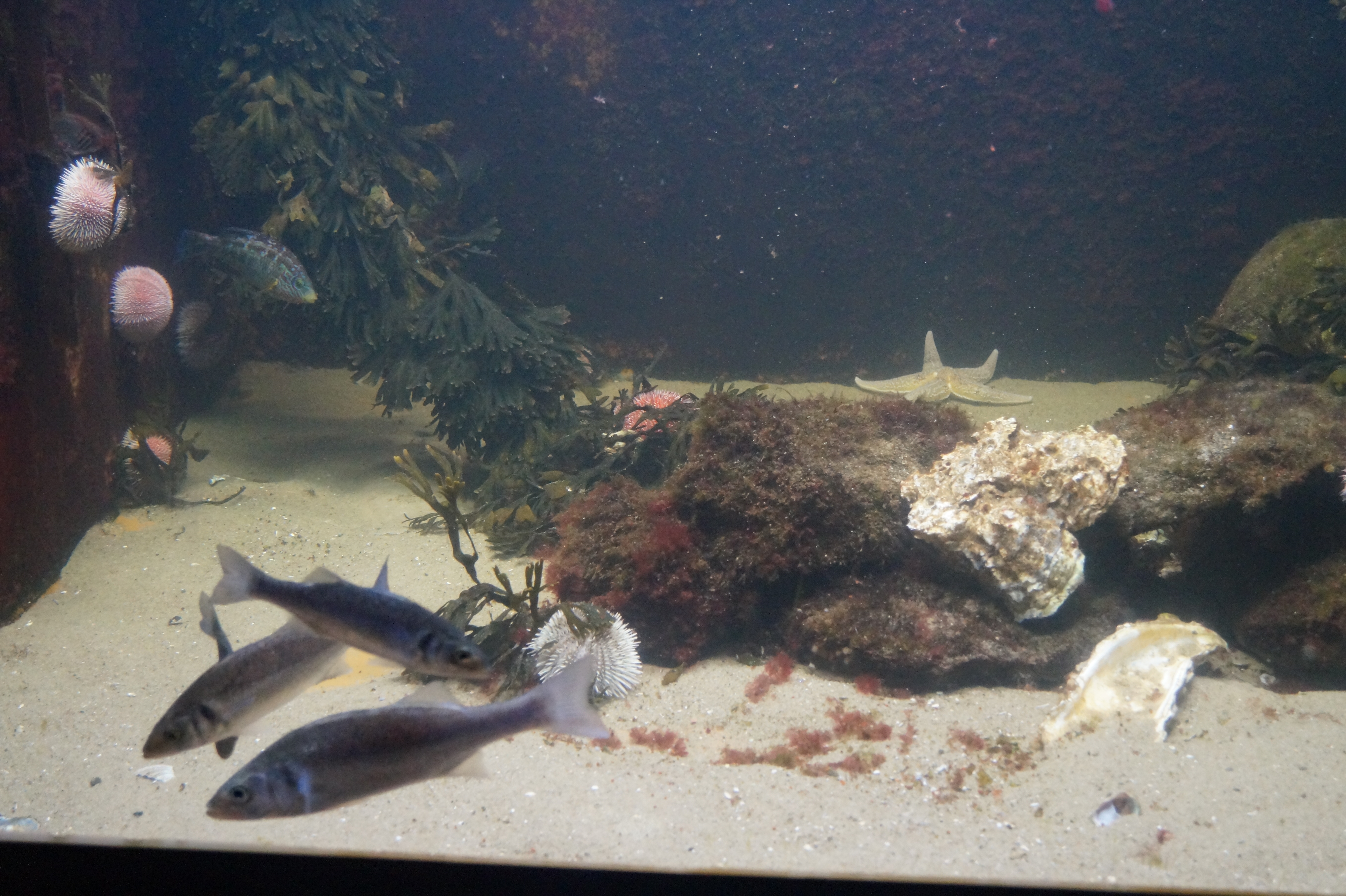 Aquarium Wilhelmshaven