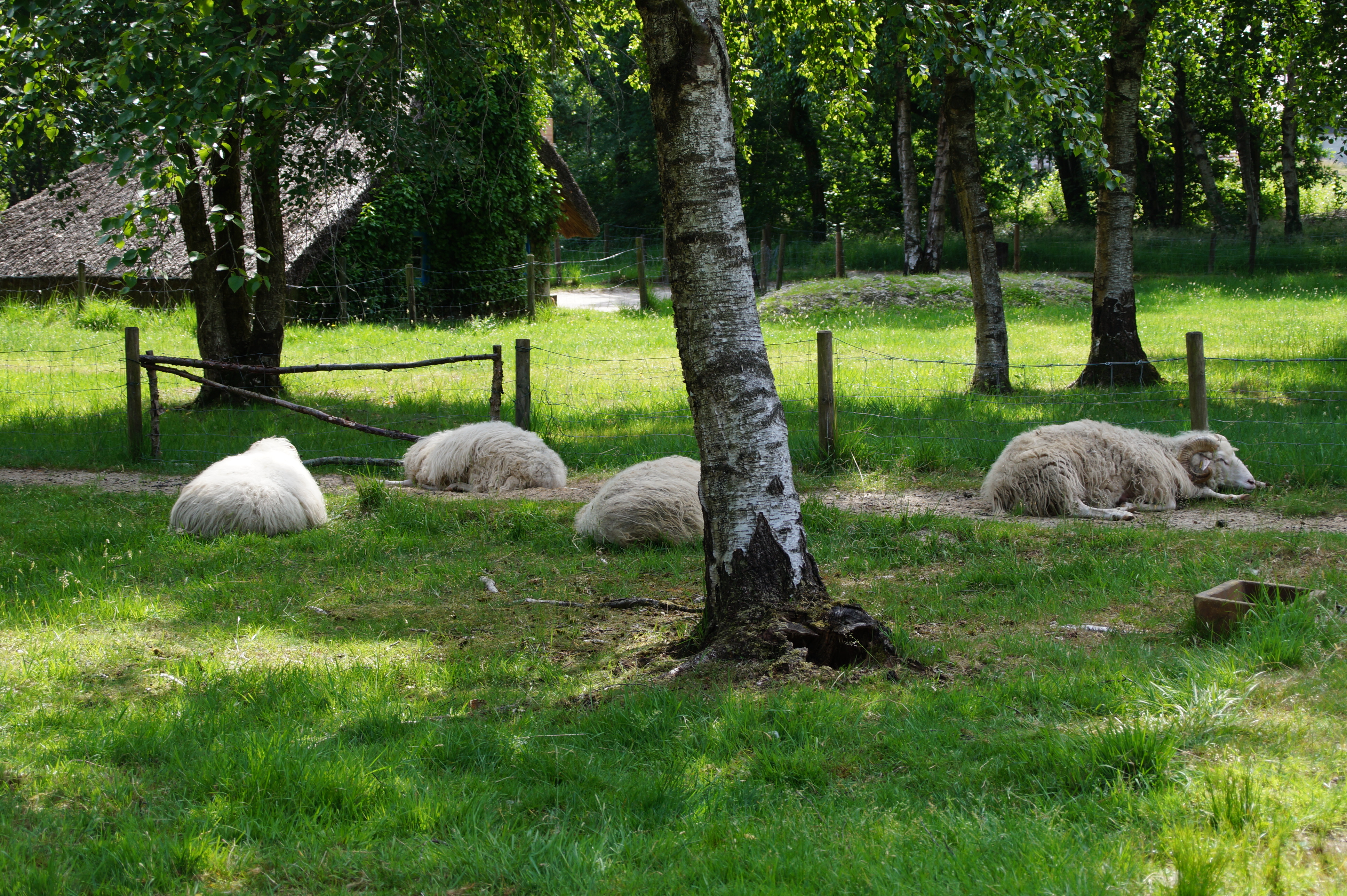 Heidschnucken