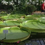 Botanischer Garten München-Nymphenburg in München