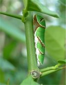 Nutzerbilder Botanischer Garten München-Nymphenburg