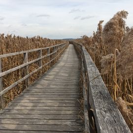 Federsee, Federseesteg in Bad Buchau