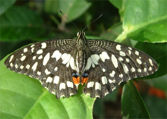 Nutzerbilder Botanischer Garten München-Nymphenburg