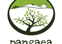 Bild zu Pangaea Olivenöl aus Griechenland