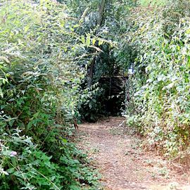 im Hintergrund eine Treppe, die zu einem Weg direkt durch den Wald führt und zur Erzbahntrasse