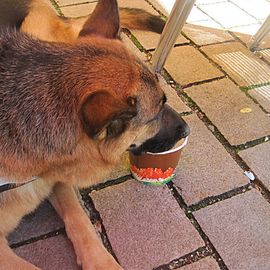 Aber zuerst bekommt der Hund mal sein Wasser