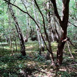 Blich in den Wald, der überwiegend aus Birken besteht