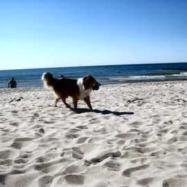 Im Mai ist am Hundestrand in Born noch nicht viel los