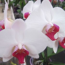 tolle Orchideen Blüte