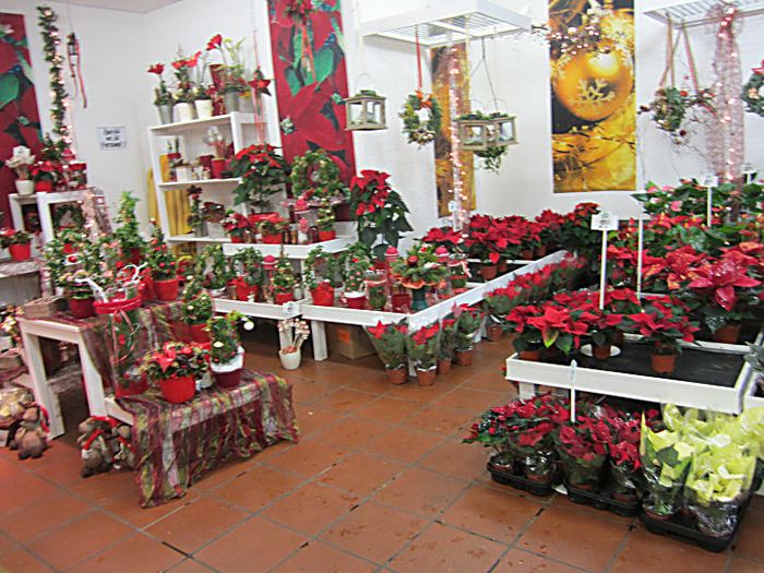 weihnachtliches Blumen Risse