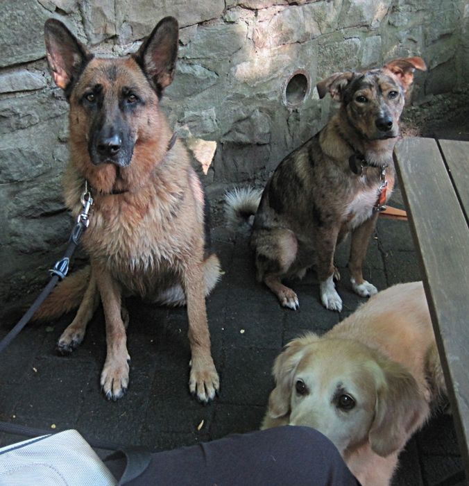 "wir bekommen niiiiiiieeeee was zu essen". Babs,Krümel und unser Freund Carlos im Forsthaus