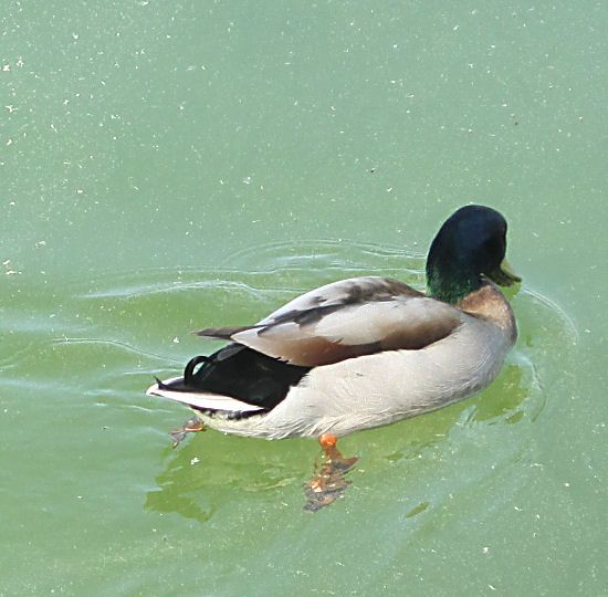 Nutzerbilder Chiemsee Schifffahrt