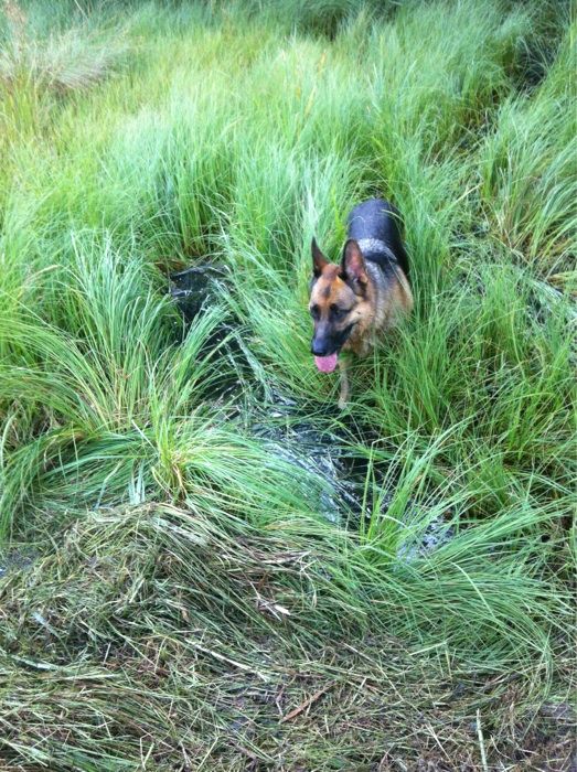 Zum Abschluss noch ein Schlamm Bad, damit Frauchen sich auch freut
