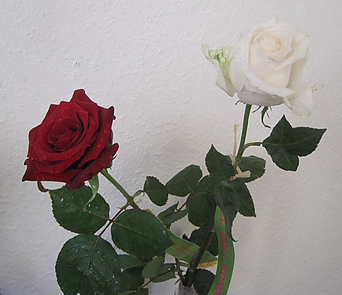 Die 2 Rosen habe 700 km Fahrt überstanden und stehen immer noch 1a in der Vase