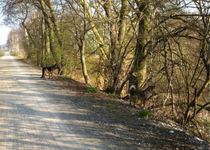 Bild zu Erzbahntrasse Bochum Gelsenkirchen - RVR Ruhr Grün