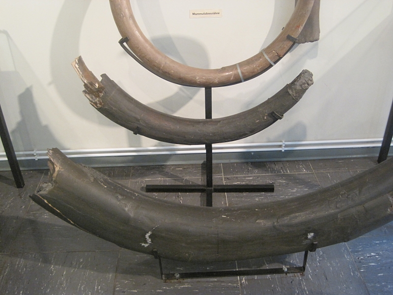 Heimatmuseum - Eiszeit - Mammutstosszähne