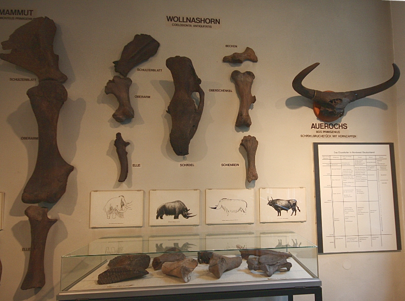 Mammut-, Wollnashorn- und Auerochsen Knochen