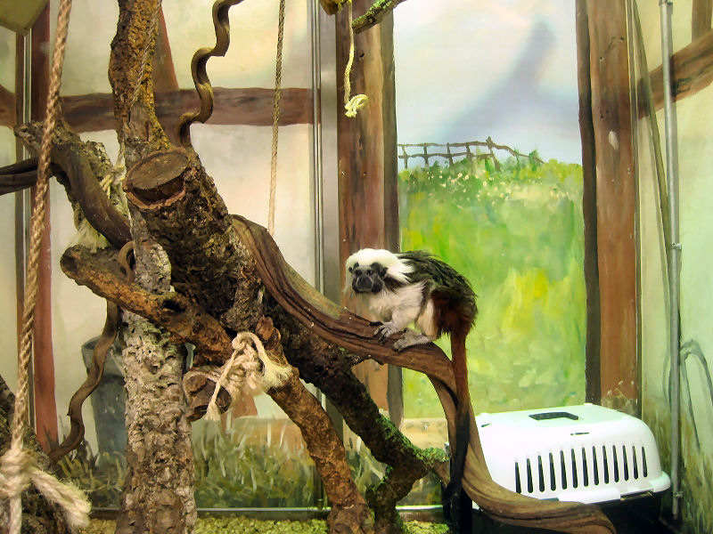 Lisztaffe - Saguinus oedipus bei Zoo Zajac
