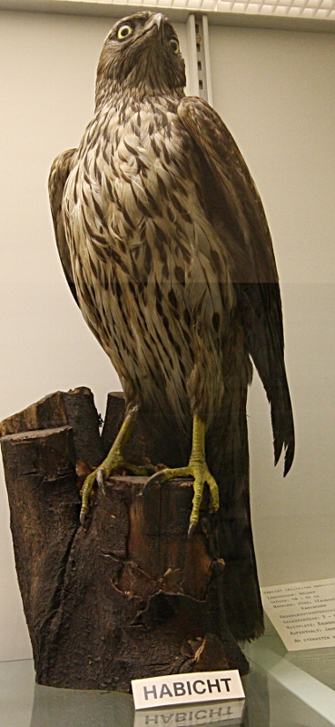 Heimatmuseum Wanne - Vögel:  Habicht