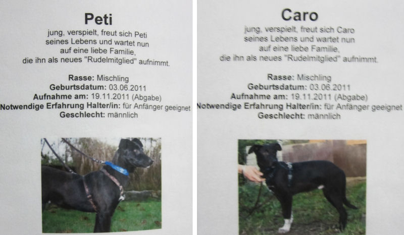 Peti und Caro suchen ein neues Zuhause - Dezember 2011