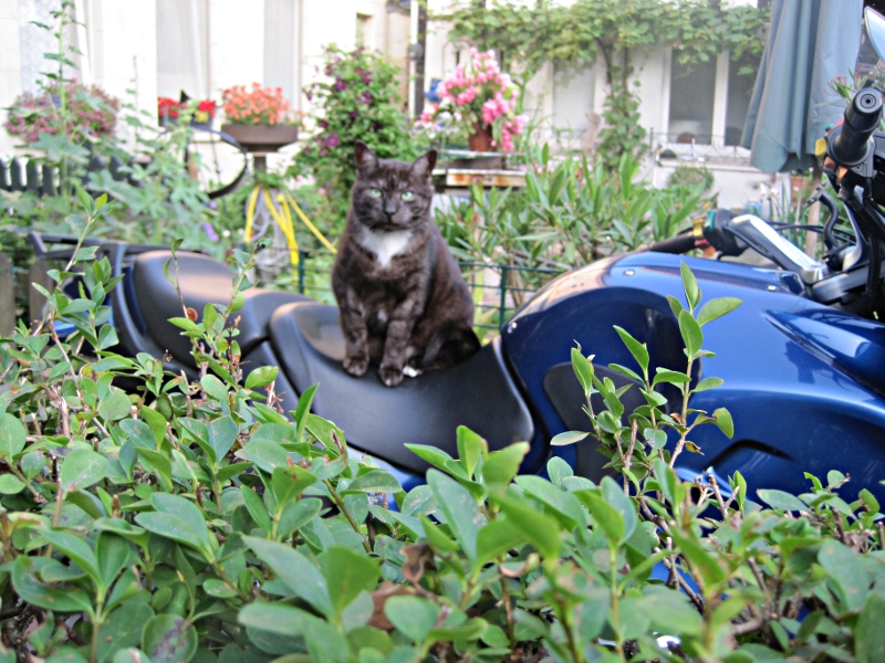 Altes Dorf Westerholt die Katze bewacht das Motorrad :-)