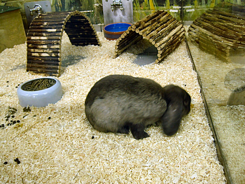 Kaninchen bei Zoo Zajac