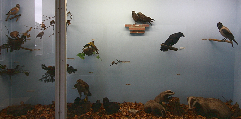 Heimatmuseum Wanne - diverse Vögel