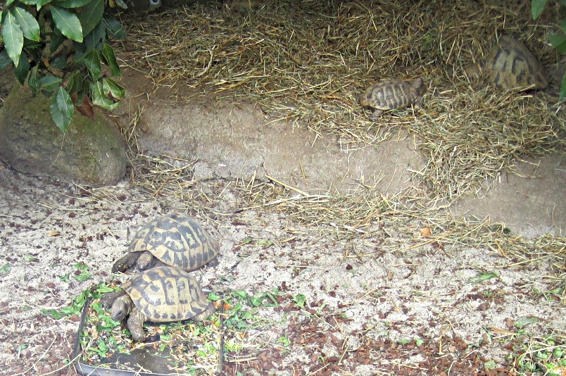 Schildkröten, angeblich von den Seychellen obwohl ich sie von dort nur 10 mal so groß kenne