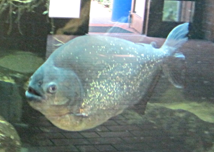 Tierpark Bochum - dicker Fisch