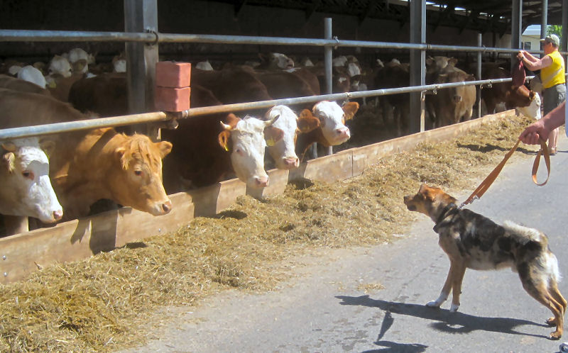 Da wollte der Cattle Dog mal zeigen, wer Herr im Haus ist