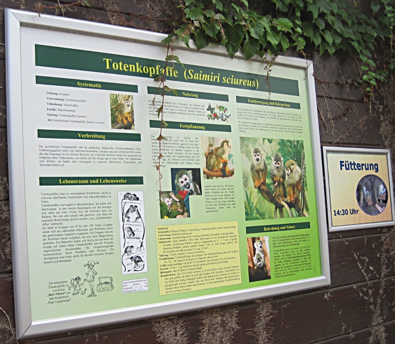 Totenkopfaffen im Tierpark Bochum