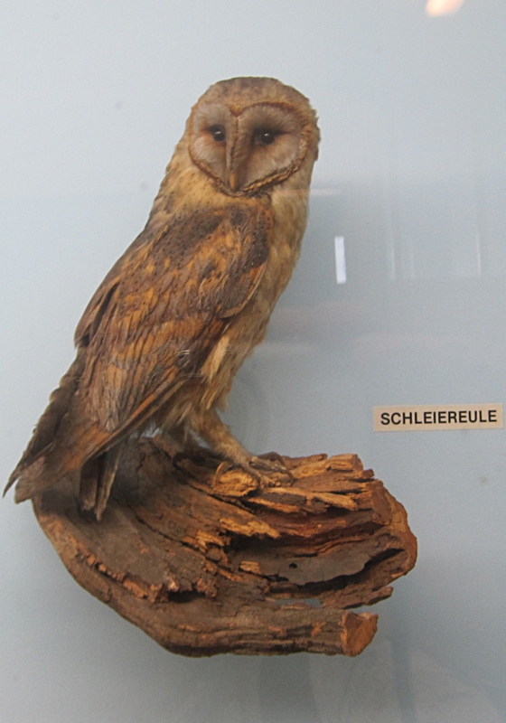Heimatmuseum Wanne - Vögel: SchleierEule