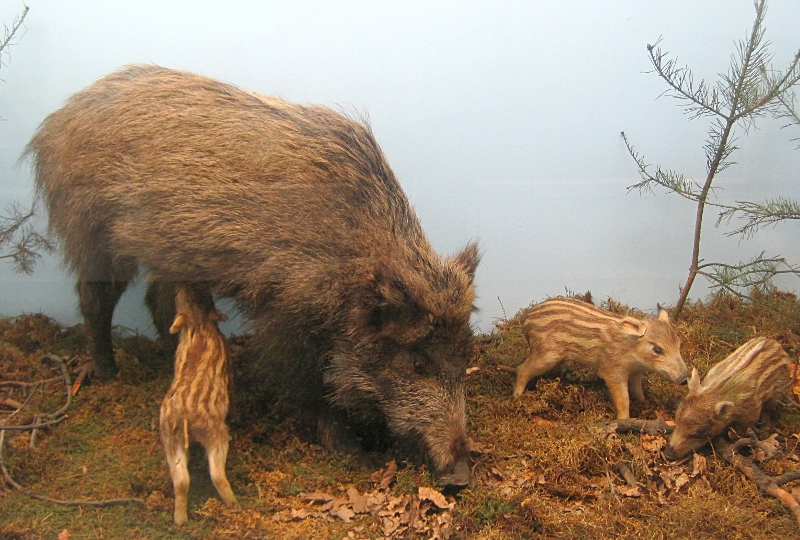 Heimatmuseum Wanne - Tiere: Wildschweinfamilie