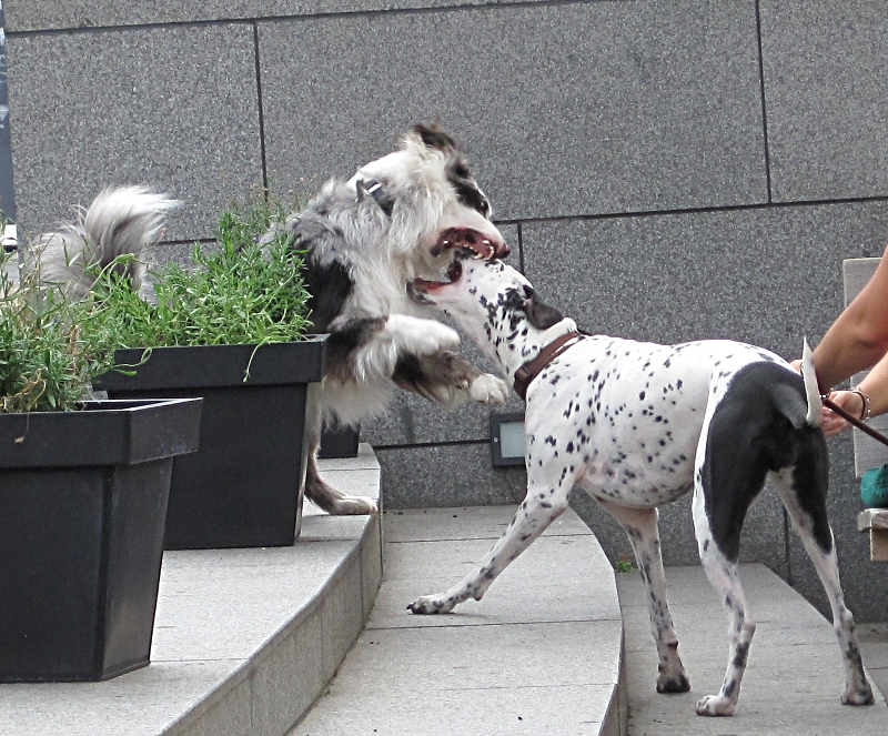 und auch die Hunde haben Spaß. Unser &quot;Seehund&quot; hätte so gerne mitgespielt