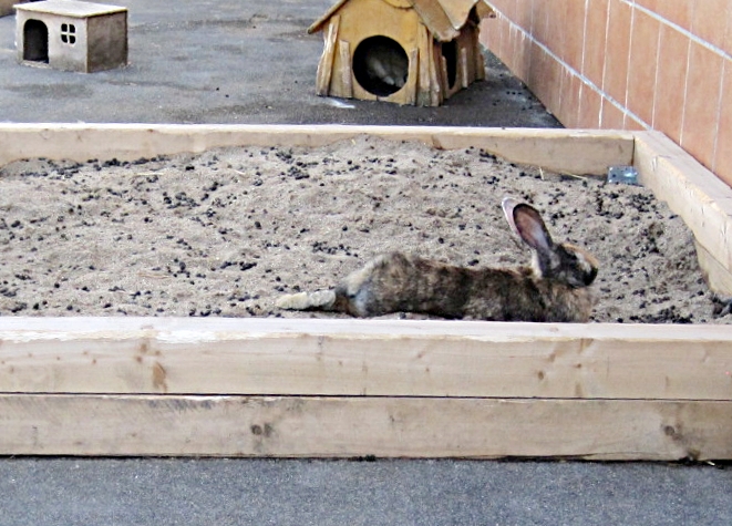 ein Angora Kaninchen im Freigehege