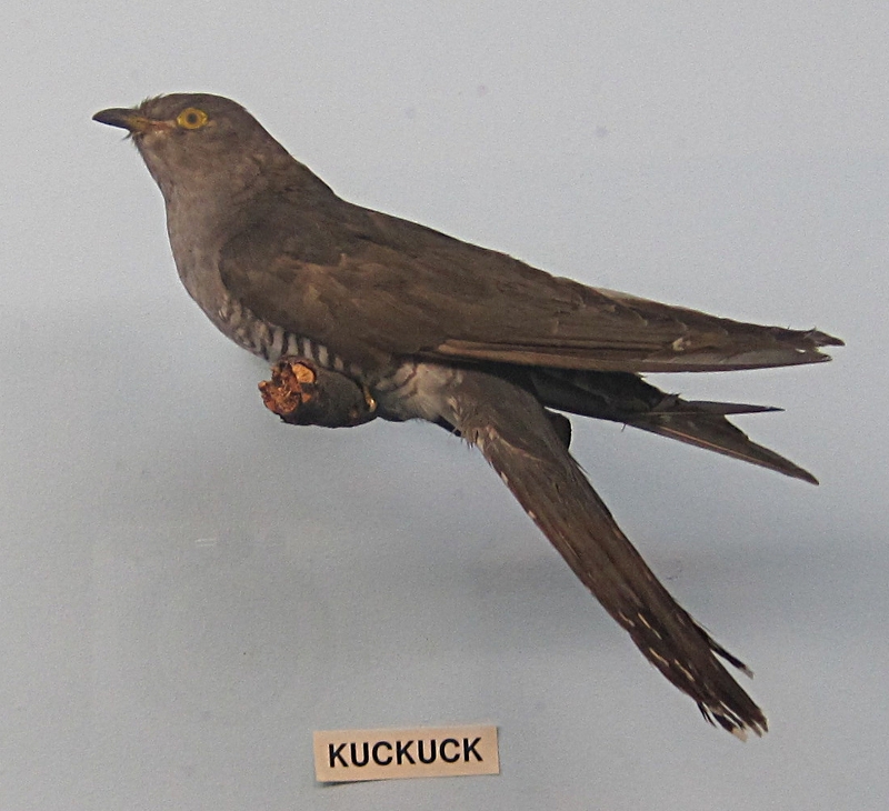 Heimatmuseum Wanne - Vögel: Kuckuck