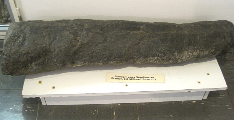 Heimatmuseum Wanne - Eiszeit - Steinkern eines Siegelbaumes 240 Mio Jahre alt-
