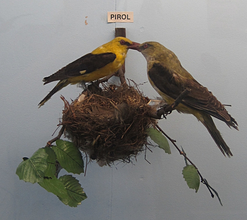 Heimatmuseum Wanne - Vögel: Pirol
