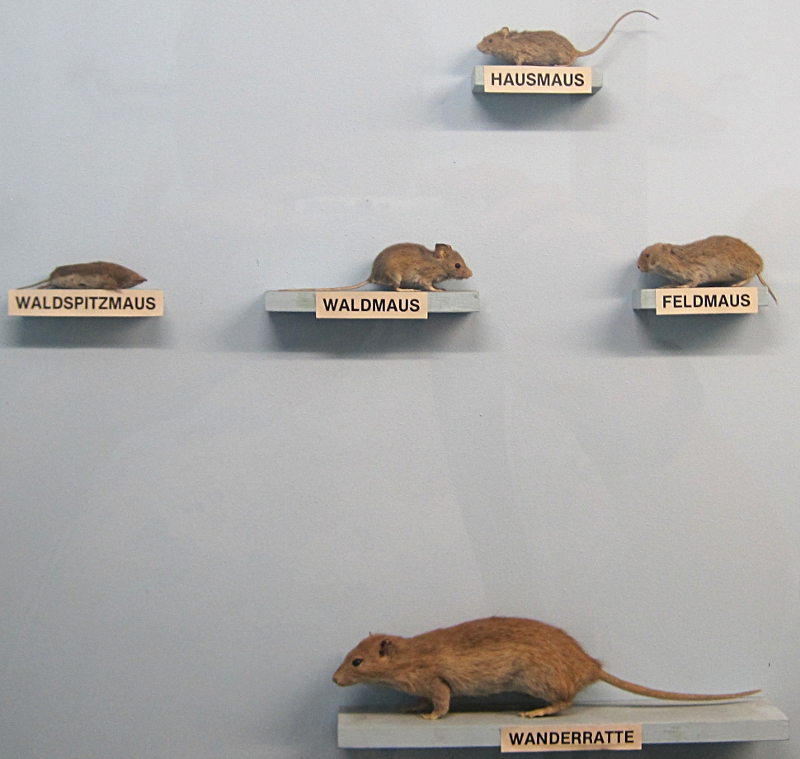 Heimatmuseum Wanne - Tiere: Mäuse+Wanderratte