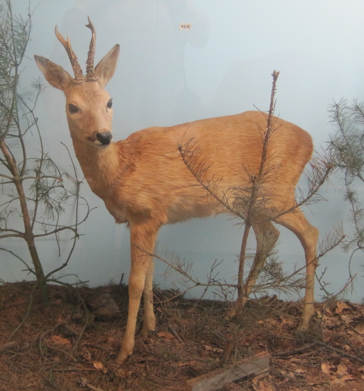 Heimatmuseum Wanne - Tiere: Rehkitz