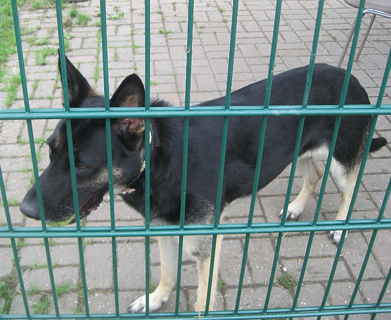 im Tierheim Wanne auf der Hofstr. - Ich spiel ganz alleine mit Bällchen und beschütze mein Herrchen