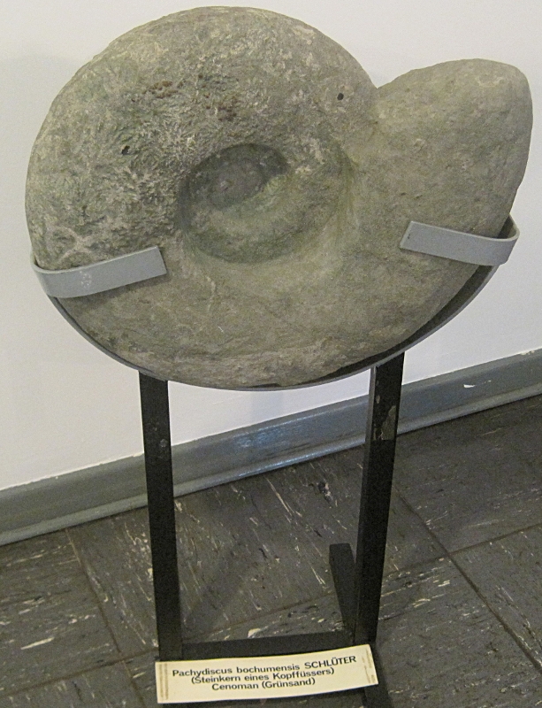 Eiszeit - Steinkern eines Kopffüssers